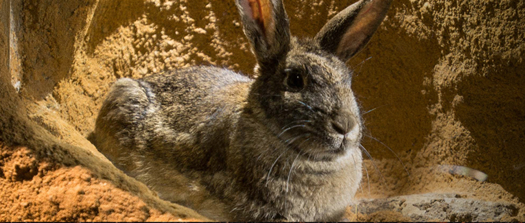 Burrowers_765_325_sept_2013